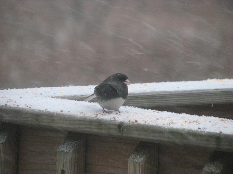 2008-12-20_Snow_Storm 018.jpg
